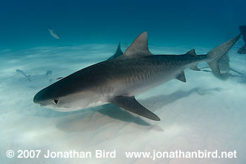 Tiger Shark [Geleocerdo cuvier]