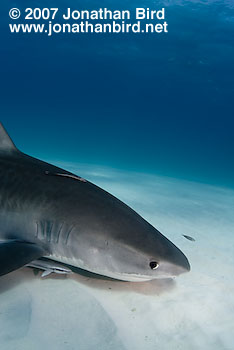 Tiger Shark [Geleocerdo cuvier]