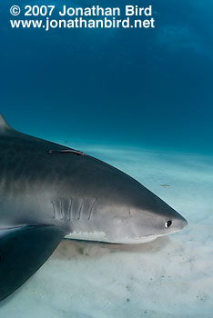 Tiger Shark [Geleocerdo cuvier]