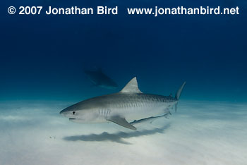 Tiger Shark [Geleocerdo cuvier]