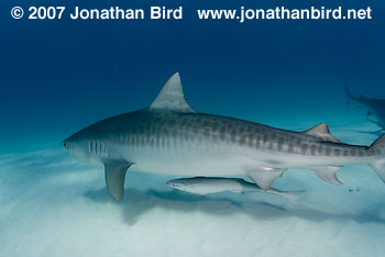 Tiger Shark [Geleocerdo cuvier]