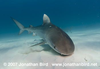 Tiger Shark [Geleocerdo cuvier]