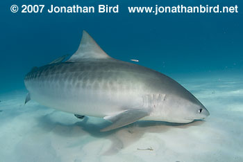 Tiger Shark [Geleocerdo cuvier]