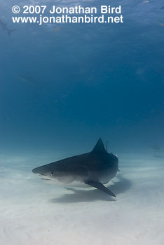 Tiger Shark [Geleocerdo cuvier]