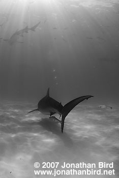 Tiger Shark [Geleocerdo cuvier]