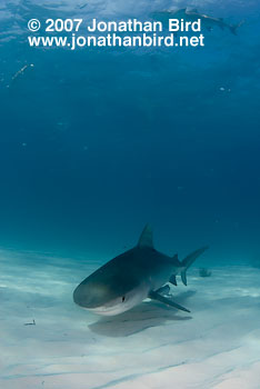 Tiger Shark [Geleocerdo cuvier]