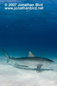 Tiger Shark [Geleocerdo cuvier]