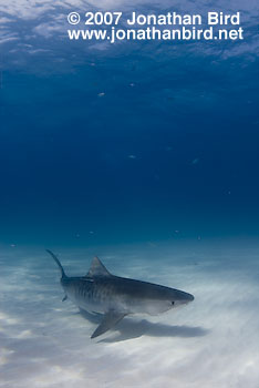 Tiger Shark [Geleocerdo cuvier]