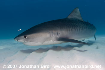 Tiger Shark [Geleocerdo cuvier]