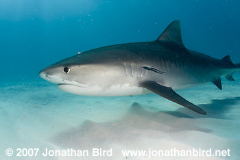 Tiger Shark [Geleocerdo cuvier]