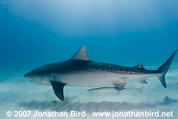 Tiger Shark [Geleocerdo cuvier]