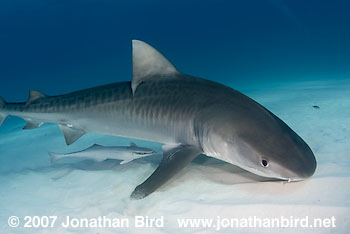 Tiger Shark [Geleocerdo cuvier]