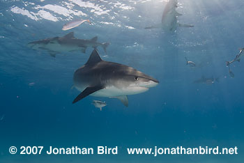 Tiger Shark [Geleocerdo cuvier]