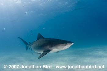 Tiger Shark [Geleocerdo cuvier]