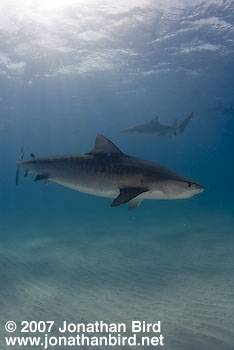 Tiger Shark [Geleocerdo cuvier]