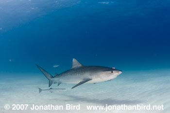 Tiger Shark [Geleocerdo cuvier]