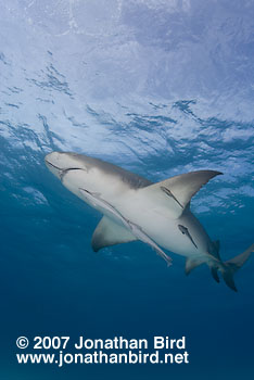 Lemon Shark [Negaprion brevirostris]