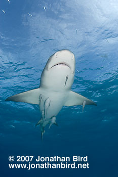 Lemon Shark [Negaprion brevirostris]