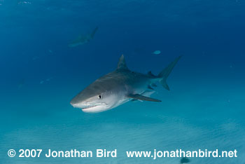 Tiger Shark [Geleocerdo cuvier]