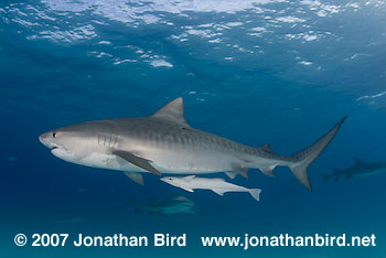 Tiger Shark [Geleocerdo cuvier]