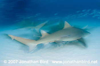 Lemon Shark [Negaprion brevirostris]