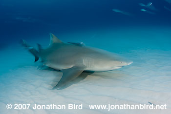 Lemon Shark [Negaprion brevirostris]