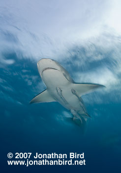 Lemon Shark [Negaprion brevirostris]