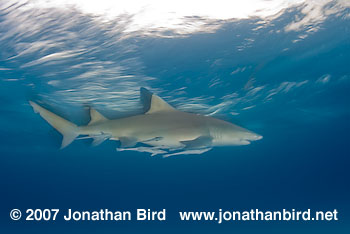 Lemon Shark [Negaprion brevirostris]