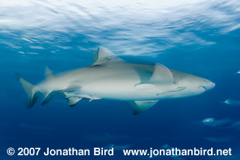 Lemon Shark [Negaprion brevirostris]