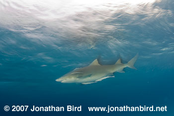 Lemon Shark [Negaprion brevirostris]