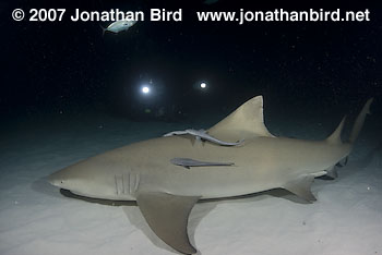 Lemon Shark [Negaprion brevirostris]