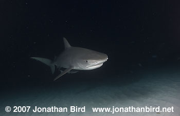 Tiger Shark [Geleocerdo cuvier]