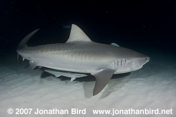 Tiger Shark [Geleocerdo cuvier]