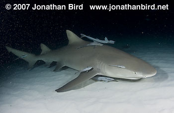 Lemon Shark [Negaprion brevirostris]