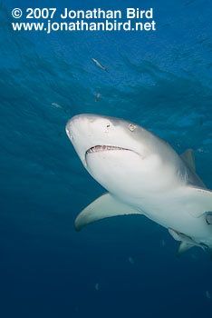 Lemon Shark [Negaprion brevirostris]