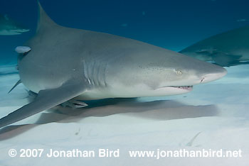 Lemon Shark [Negaprion brevirostris]