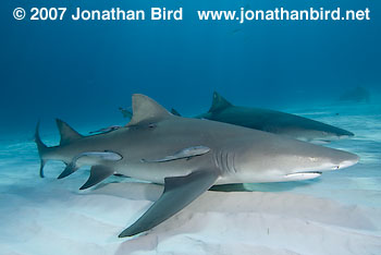 Lemon Shark [Negaprion brevirostris]