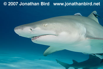 Lemon Shark [Negaprion brevirostris]