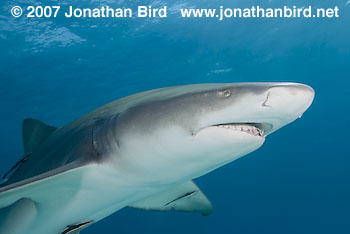 Lemon Shark [Negaprion brevirostris]