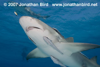 Lemon Shark [Negaprion brevirostris]