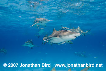 Lemon Shark [Negaprion brevirostris]