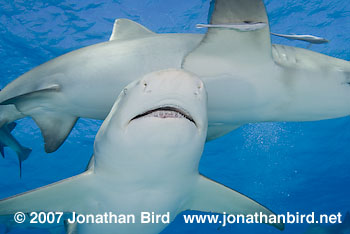 Lemon Shark [Negaprion brevirostris]