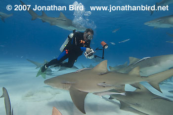 Lemon Shark [Negaprion brevirostris]