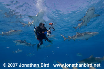 Lemon Shark [Negaprion brevirostris]