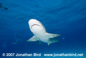 Lemon Shark [Negaprion brevirostris]