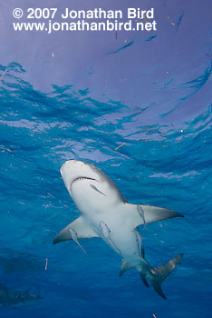 Lemon Shark [Negaprion brevirostris]