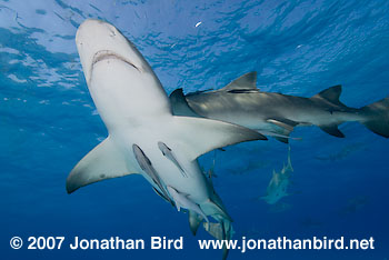 Lemon Shark [Negaprion brevirostris]