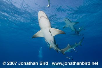 Lemon Shark [Negaprion brevirostris]