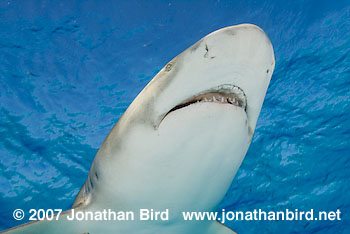 Lemon Shark [Negaprion brevirostris]