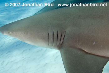 Lemon Shark [Negaprion brevirostris]